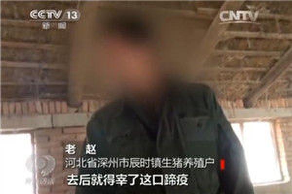 央视曝生猪收购黑幕 部分疑似病猪流入金锣