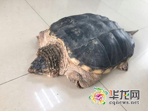 图为王先生钓上来的“鳄龟”。 渝北区公安分局供图 华龙网发