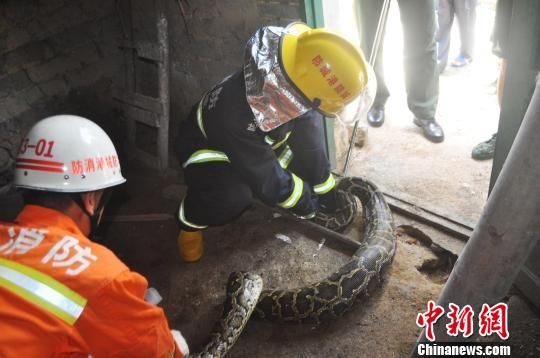 图为消防官兵抓捕蟒蛇。 罗毫庭 摄