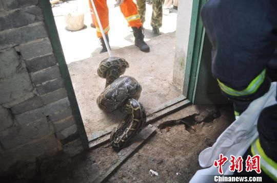图为消防官兵抓捕蟒蛇。 罗毫庭 摄