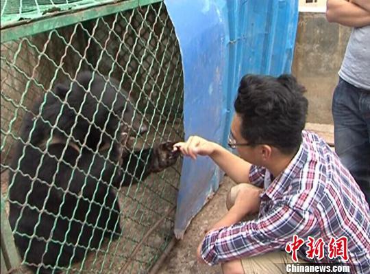 云南一村民养宠物狗两年后才发现是黑熊
