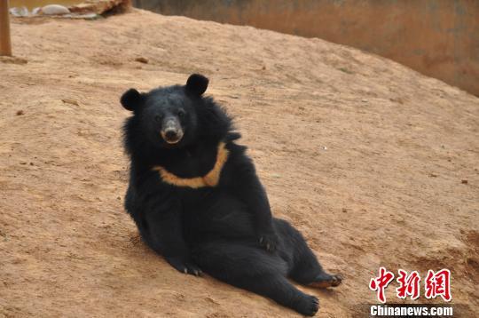 云南一村民养宠物狗两年后才发现是黑熊