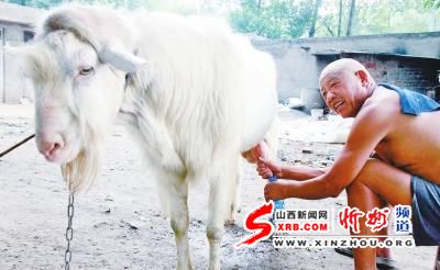 河南一公羊既配种又产奶 专家称可能内分泌失调