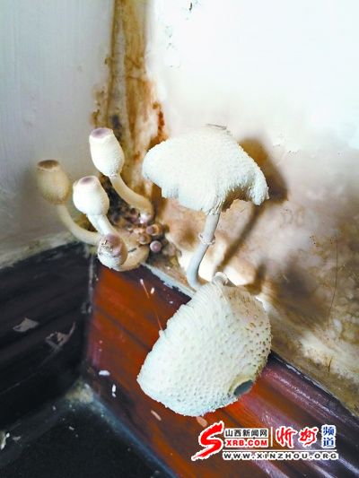 天气太潮湿北京一居民家里长出蘑菇（图）