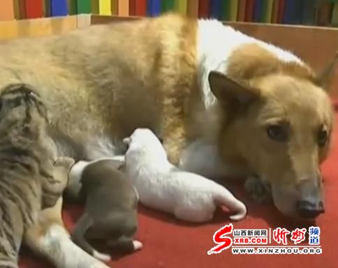 黑龙江东北虎产下四胞胎 “狗妈妈”献奶辅助喂养
